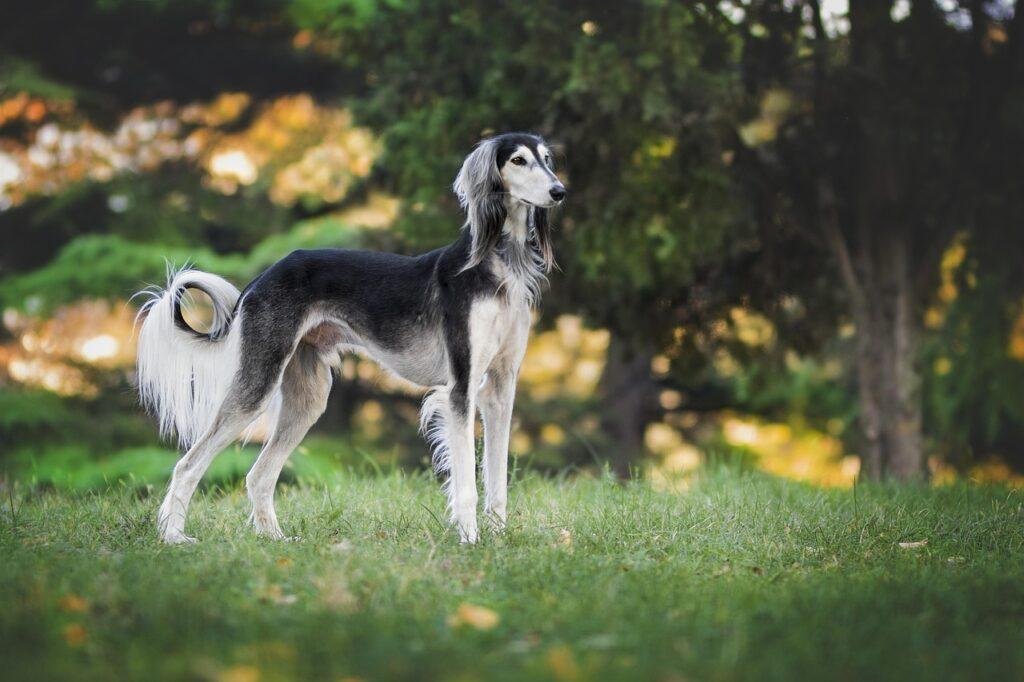 nature, dog, greyhound, saluki, pet, animal, love, loyal, colors, race, happy, the persian greyhound, purebred dog, pets, dog, dog, dog, dog, dog, greyhound, saluki