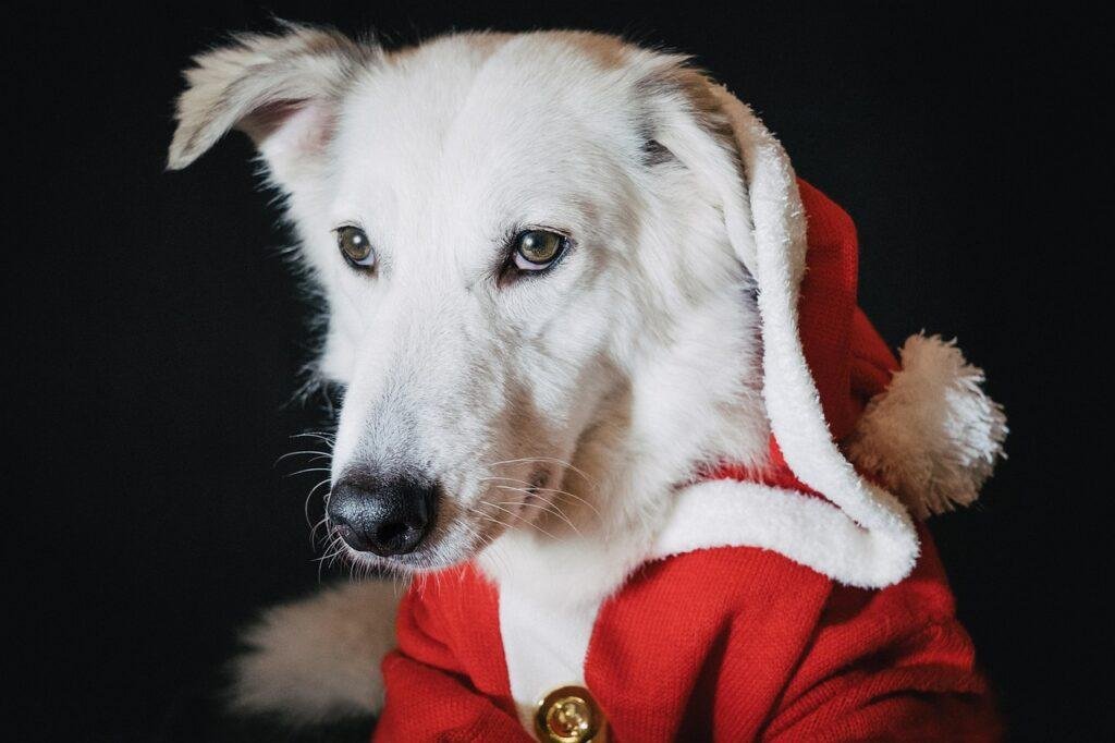 dog, christmas, santa, xmas, puppy, pet, nature, holiday, winter, cute, funny, animal